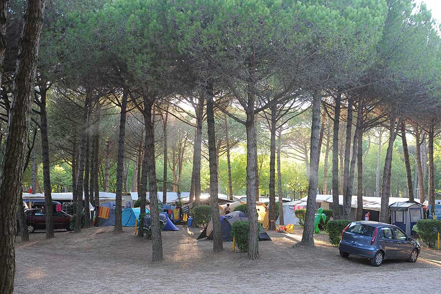 Pitches with tents shaded by pine trees and shrubs