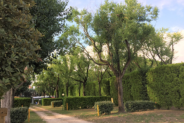 Shaded pitches delimited by hedges