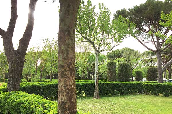 Large pitch delimited by hedges and shaded, electrical connection (CEE socket) 220V 10A, drinking water supply, waste water discharge and TV-Sat connection